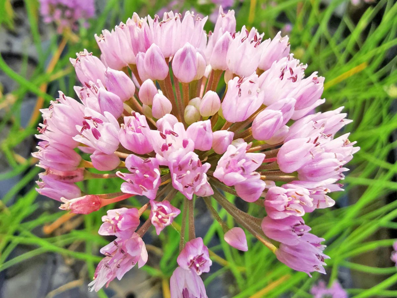 Kantiger Lauch - Allium angulosum